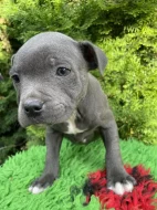 Staffordshire bull terrier  s PP