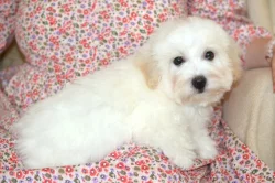 Coton de tulear s PP