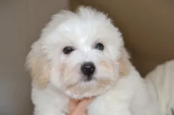 Coton de tulear s PP