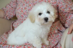 Coton de tulear s PP