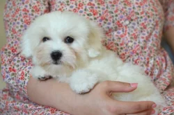 Coton de tulear s PP