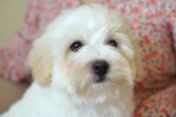 Coton de tulear s PP