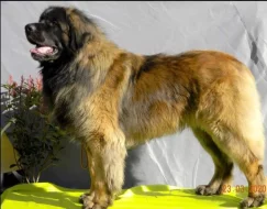 Leonberger