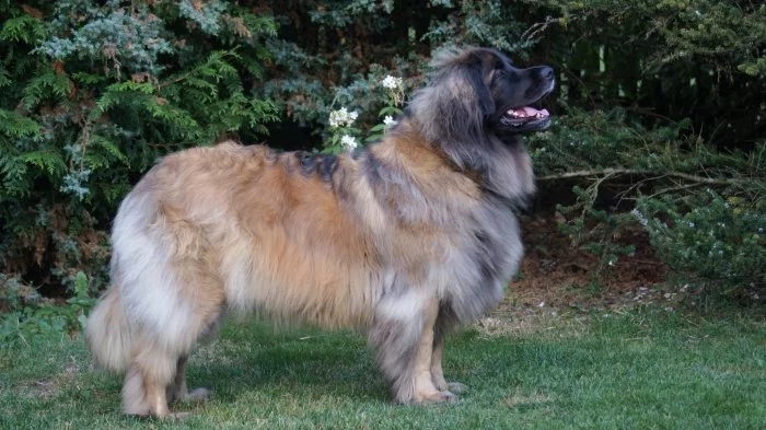 Leonberger