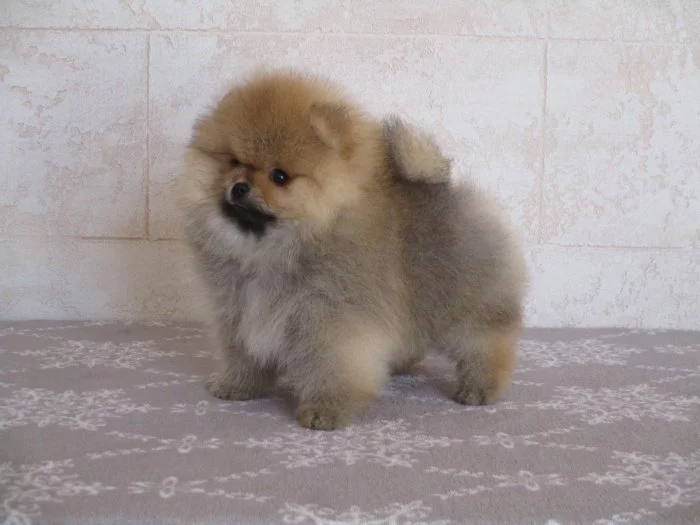 Pomeranian