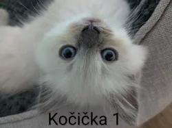 Koťátka Ragdoll