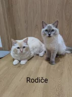 Koťátka Ragdoll