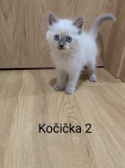 Koťátka Ragdoll