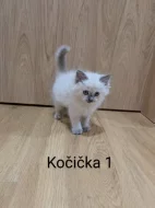 Koťátka Ragdoll