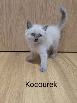 Koťátka Ragdoll