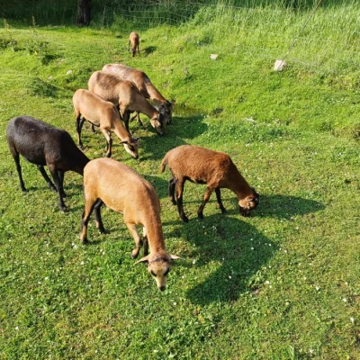 Kamerunská ovečka