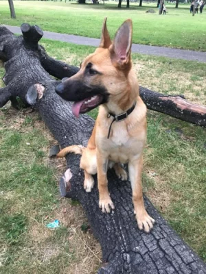 Adopce Malinois