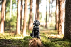 štěně flat coated retriever s PP k odběru