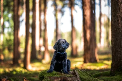 štěně flat coated retriever s PP k odběru