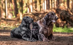 štěně flat coated retriever s PP k odběru