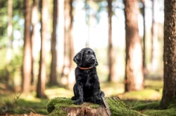 štěně flat coated retriever s PP k odběru