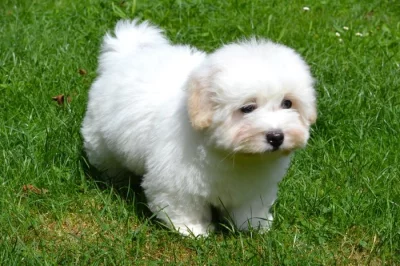 Krásná štěňátka coton de tulear s PP