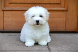 Krásná štěňátka coton de tulear s PP