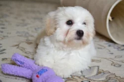 Krásná štěňátka coton de tulear s PP