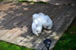 Krásná štěňátka coton de tulear s PP