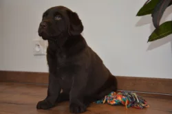 Labrador