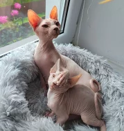 Kanadský sphynx