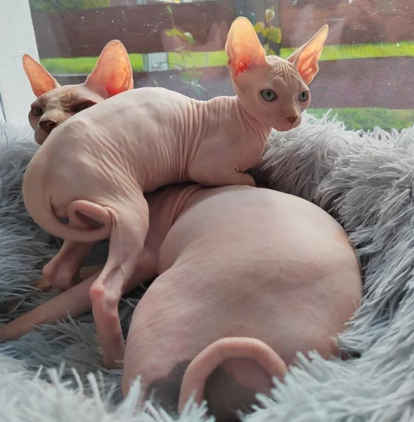 Kanadský sphynx