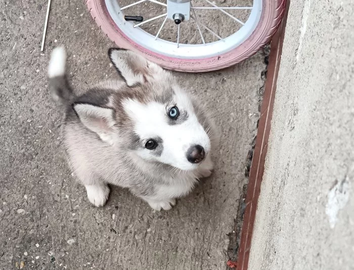 Husky