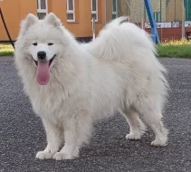 Samojed prodáme krásná, statná štěňata s PP