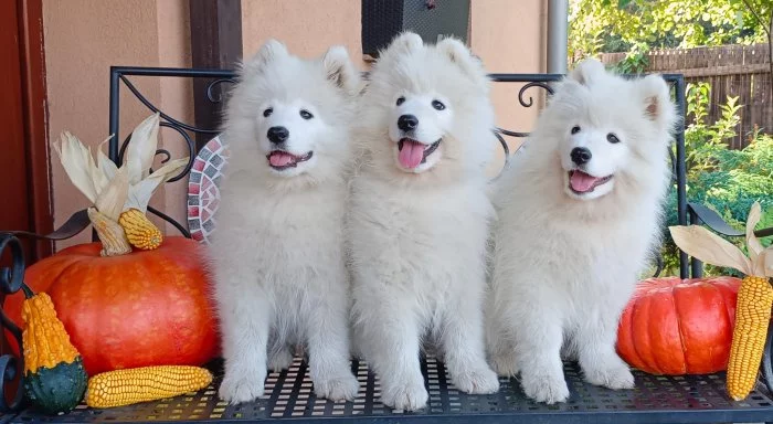 Samojed prodáme krásná, statná štěňata s PP