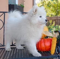 Samojed prodáme krásná, statná štěňata s PP