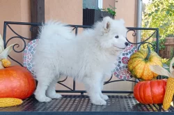 Samojed prodáme krásná, statná štěňata s PP