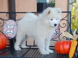 Samojed prodáme krásná, statná štěňata s PP