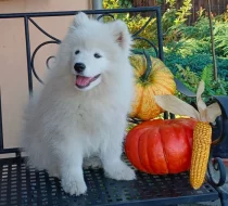 Samojed prodáme krásná, statná štěňata s PP