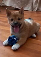 Shiba inu