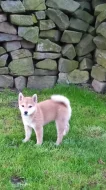 Shiba inu