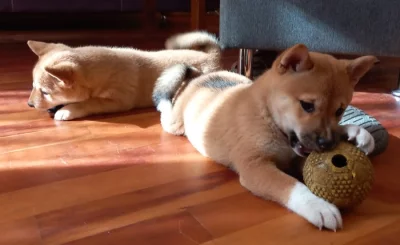 Shiba inu