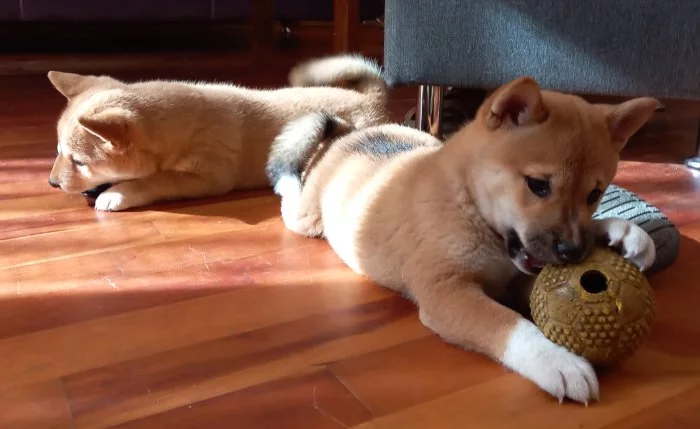 Shiba inu