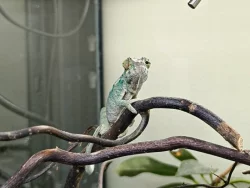 Chameleon Pardálí (Furcifer Pardalis) Nosy Be F2 - Mláďata, která znají slunce...