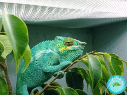 Chameleon Pardálí (Furcifer Pardalis) Nosy Be F2 - Mláďata, která znají slunce...