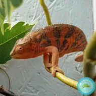 Chameleon Pardálí (Furcifer Pardalis) Nosy Be F2 - Mláďata, která znají slunce...