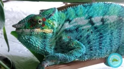 Chameleon Pardálí (Furcifer Pardalis) Nosy Be F2 - Mláďata, která znají slunce...