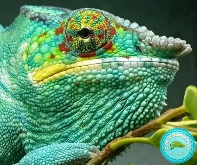 Chameleon Pardálí (Furcifer Pardalis) Nosy Be F2 - Mláďata, která znají slunce...