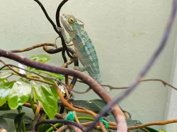 Chameleon Pardálí (Furcifer Pardalis) Nosy Be F2 - Mláďata, která znají slunce...