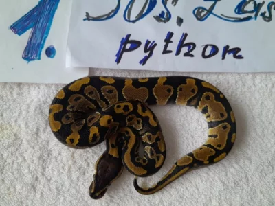 Python regius -krajta královská