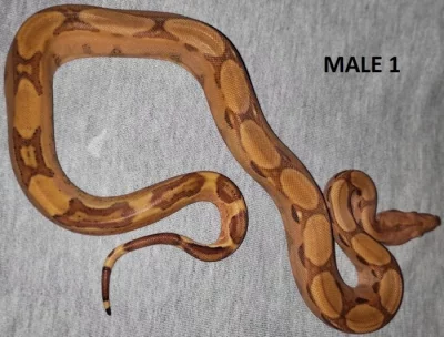 Hroznýš královský (Boa constrictor)