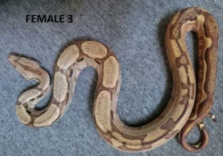 Hroznýš královský (Boa constrictor)