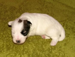 Jack Russell teriér – 1 fenka + 3 pejsci s PP k rezervaci