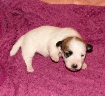 Jack Russell teriér – 1 fenka + 3 pejsci s PP k rezervaci