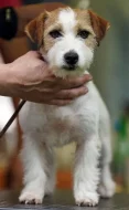 Jack Russell teriér – 1 fenka + 3 pejsci s PP k rezervaci